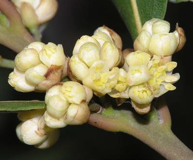 Laurus nobilis